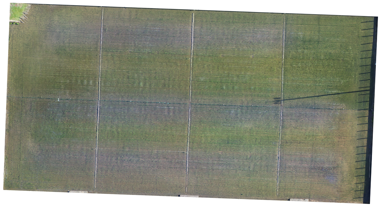 unsplash random image